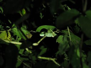 Mehr über den Artikel erfahren Sandakan – Nachtsafari